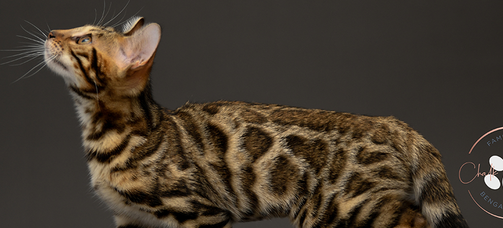 Bengal kitten for sale